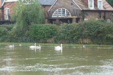 Swans on the Arun